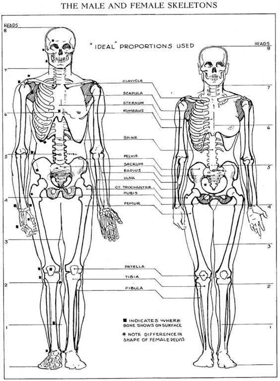 Disegni Del Corpo Umano Di Andrew Loomis