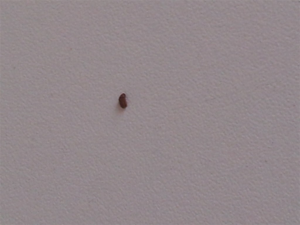 Aiutoooooo pestforum Insetti del legno in casa